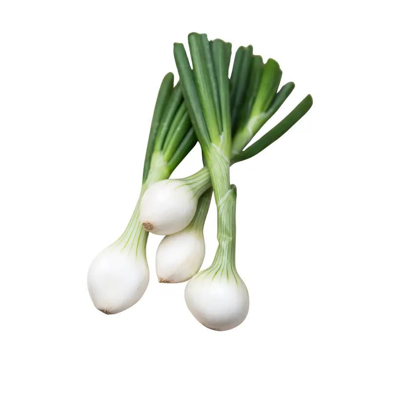 CIPOLLOTTO BIANCO 1 MAZZO