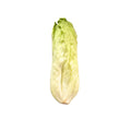 RADICCHIO PAN DI ZUCCHERO 500 GR