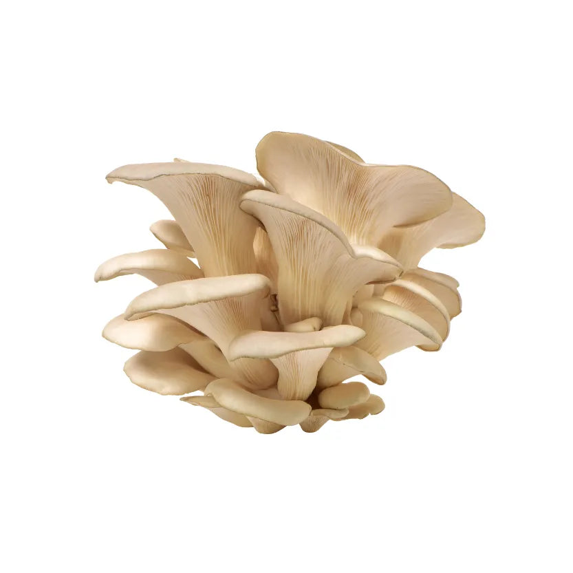 FUNGO PLEUROTUS