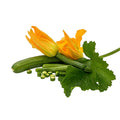 ZUCCHINO CON FIORE 150 GR